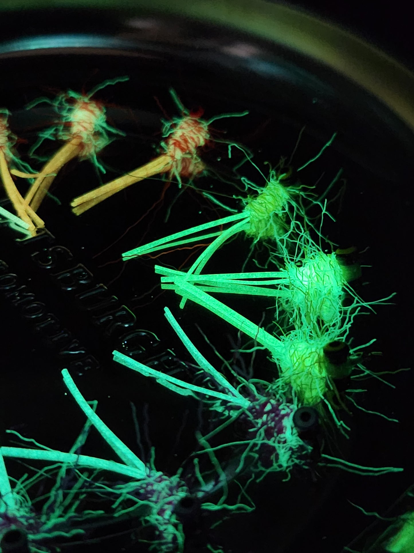 Radioactive Ice Dragon $1 OFF for a limited time!