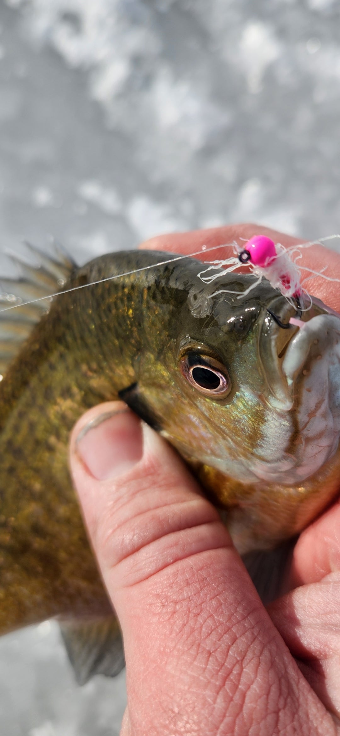Pannie Ticklers